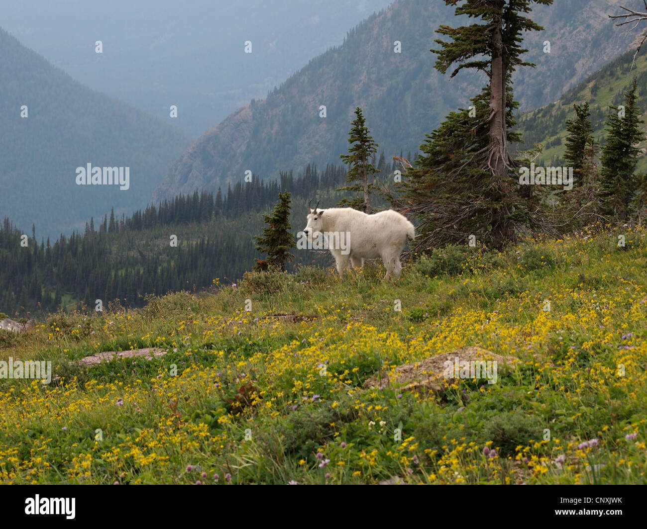 Mountain goat (Oreamnos americanus), standing in a mountain meadow, USA, Montana, Glacier Natioanl Park Stock Photo
