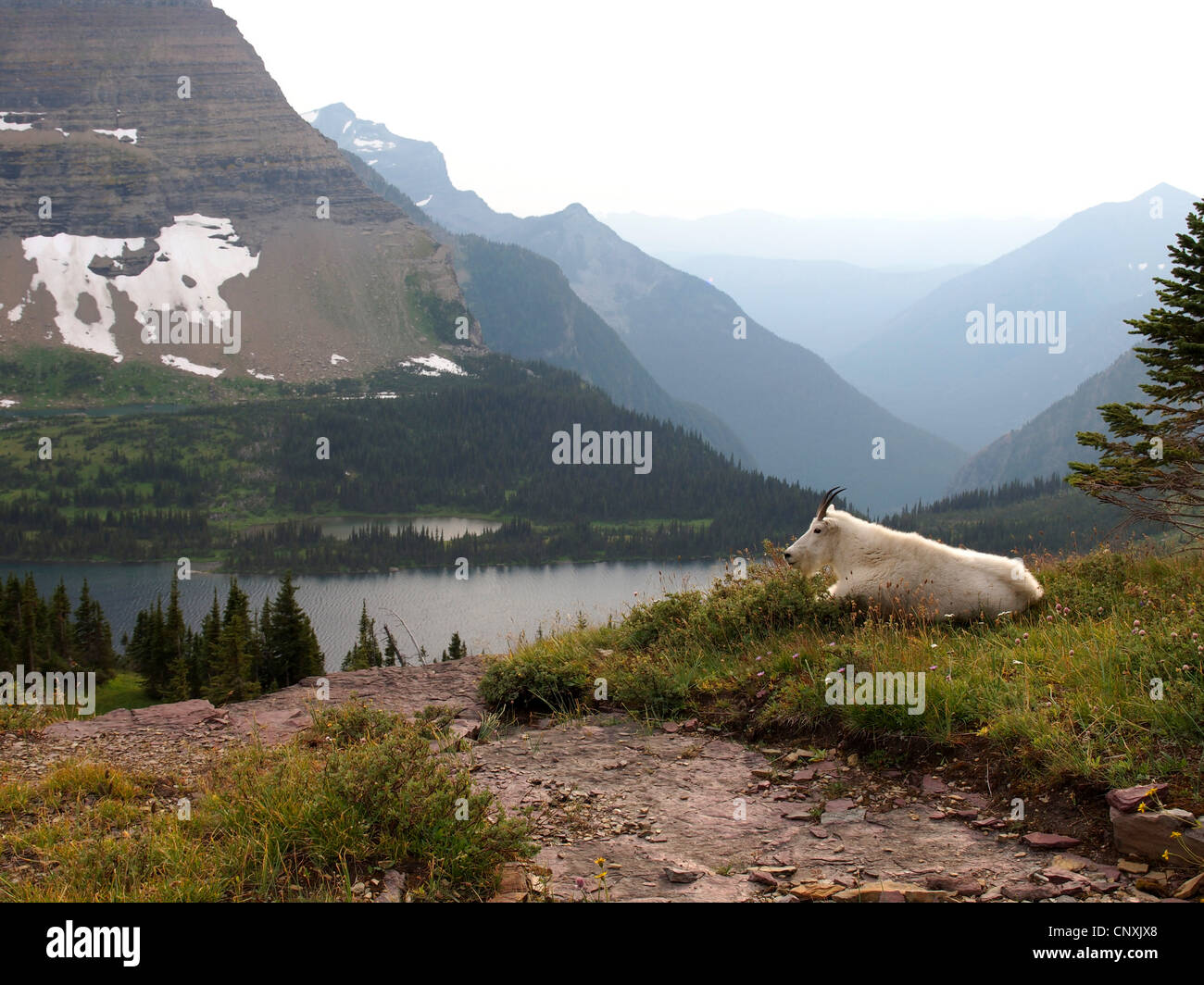 Mountain goat (Oreamnos americanus), lying at a mountain lake, USA, Montana, Glacier Natioanl Park Stock Photo