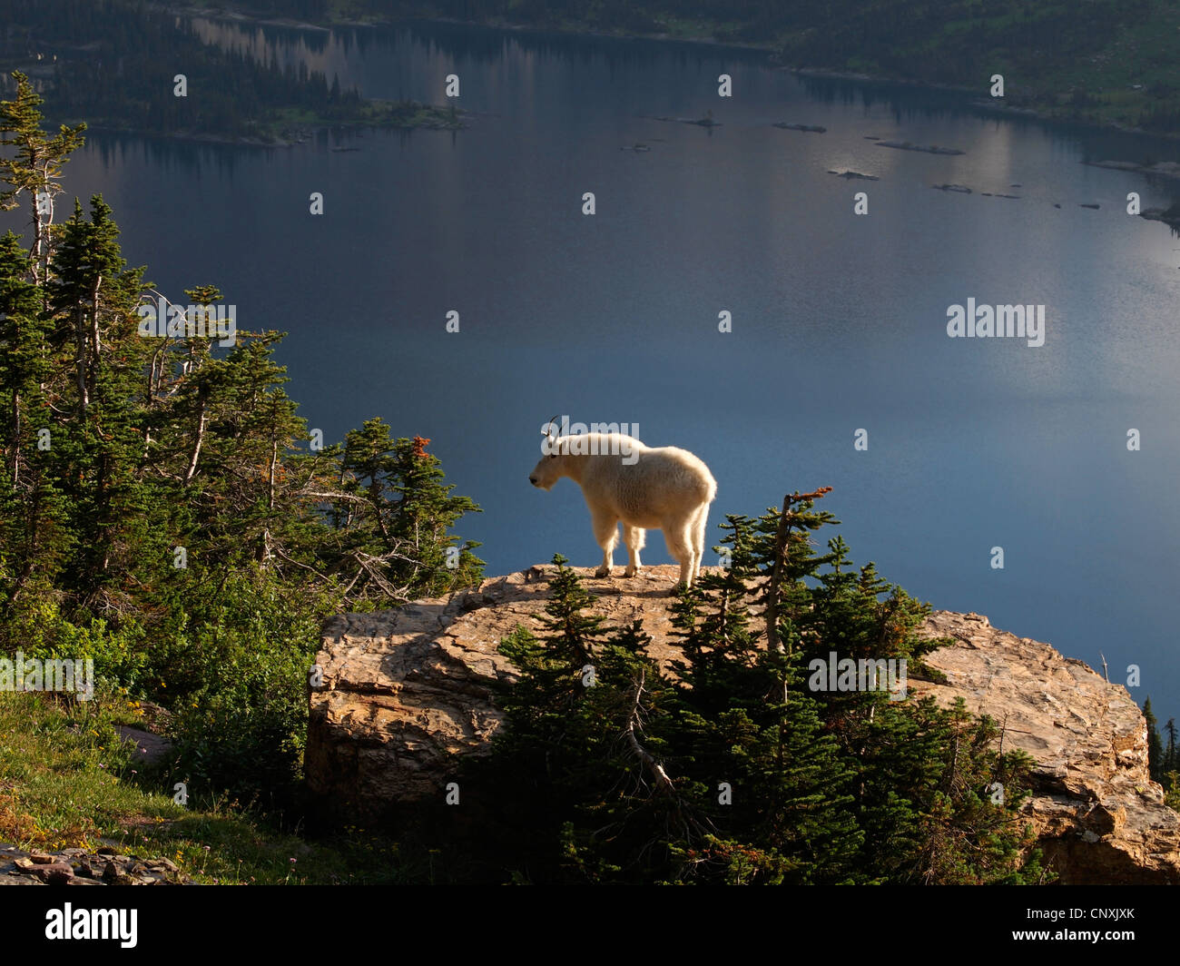 Mountain goat (Oreamnos americanus), standing on a rock over a mountain lake, USA, Montana, Glacier Natioanl Park Stock Photo