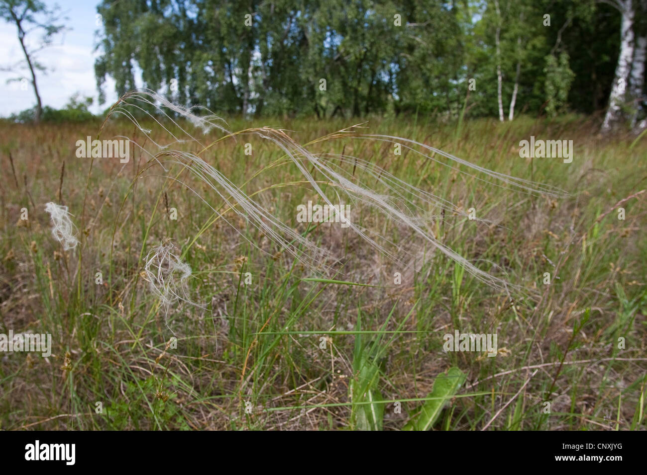 feather grass (Stipa pennata), in dry grassland, Germany Stock Photo
