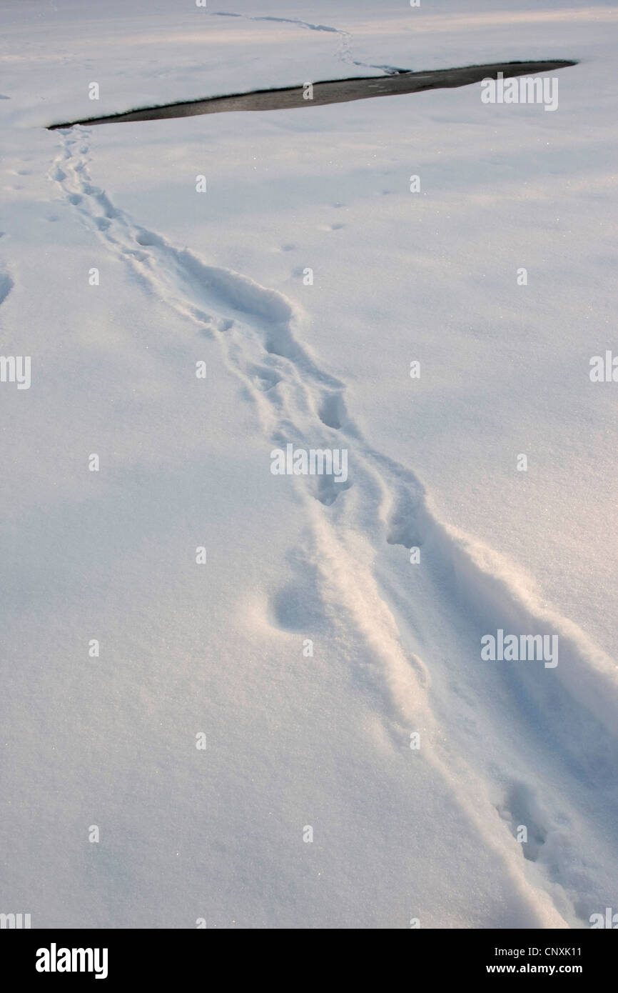 European river otter, European Otter, Eurasian Otter (Lutra lutra