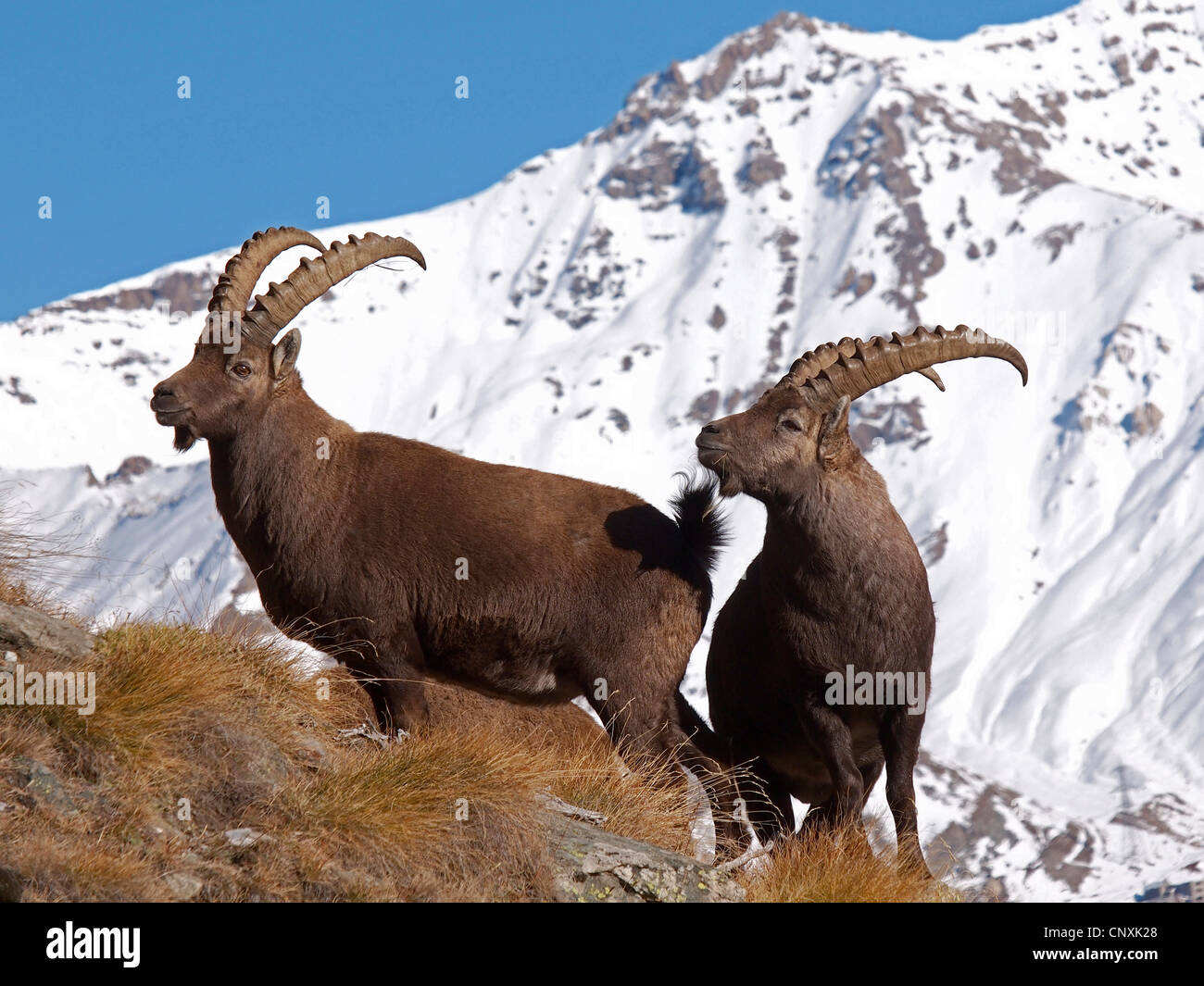 alpine ibex (Capra ibex), two individuals in winter, Italy, Gran Paradiso National Park Stock Photo