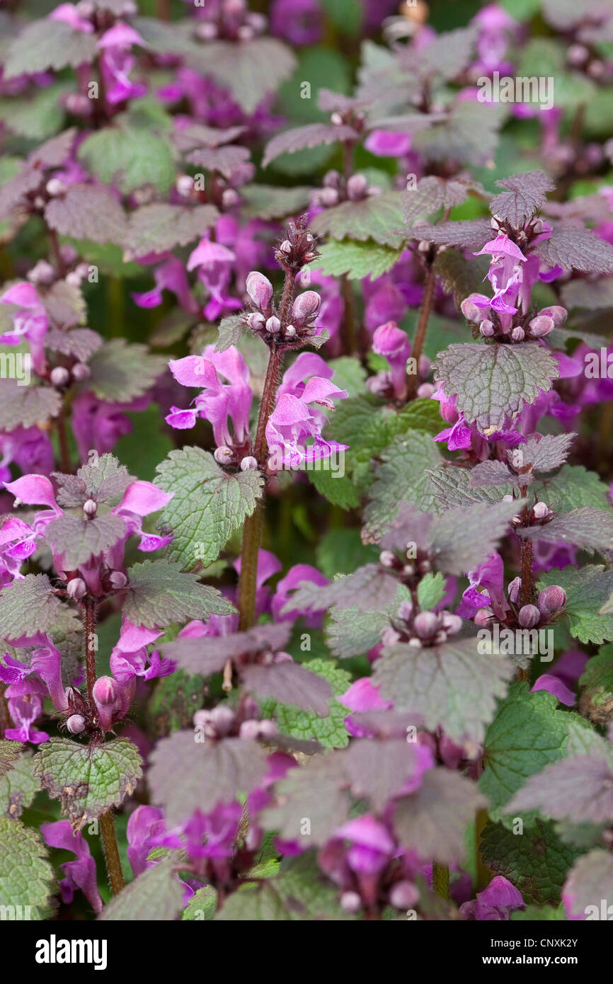 spotted dead-nettle, spotted deadnettle (Lamium maculatum), blooming, Germany Stock Photo
