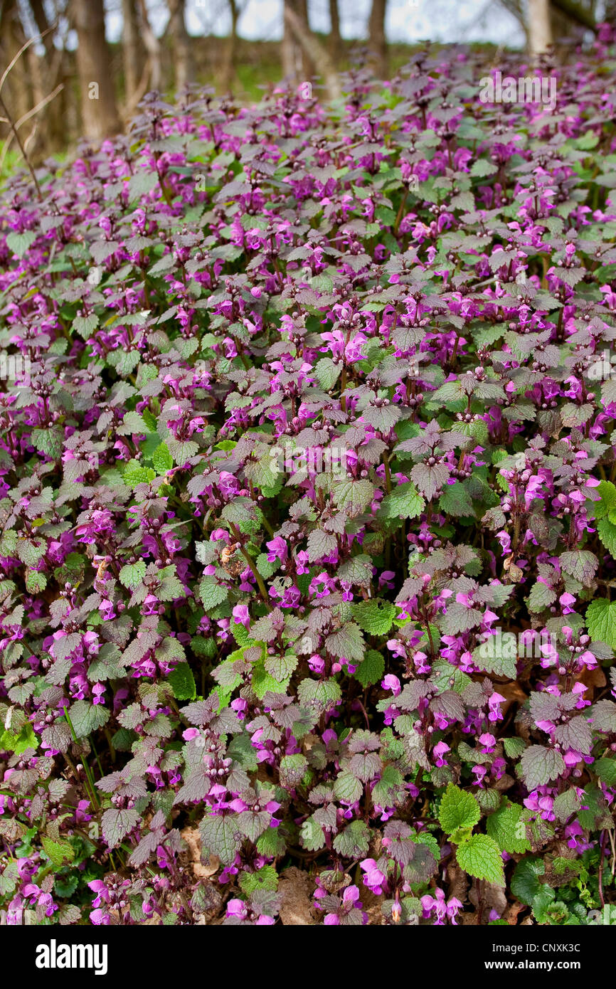 spotted spotted (Lamium maculatum), blooming