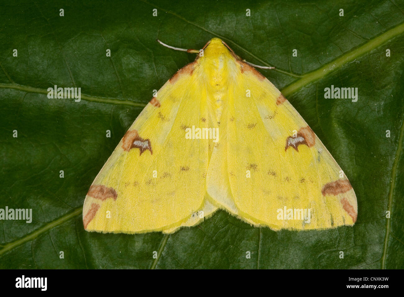 brimstone moth (Opisthograptis luteolata), sitting on a leaf, Germany Stock Photo