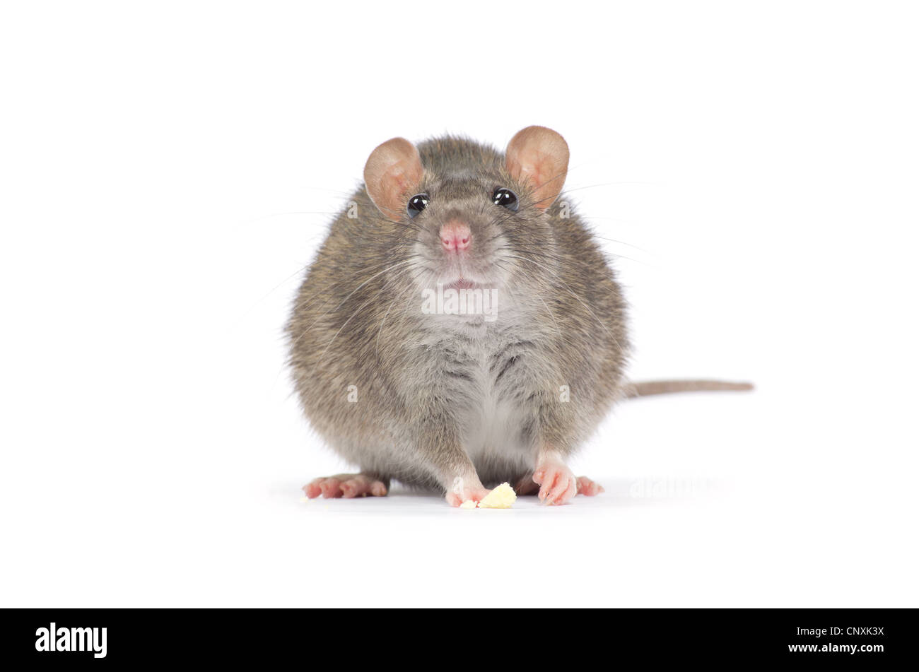rat isolated on white background Stock Photo - Alamy