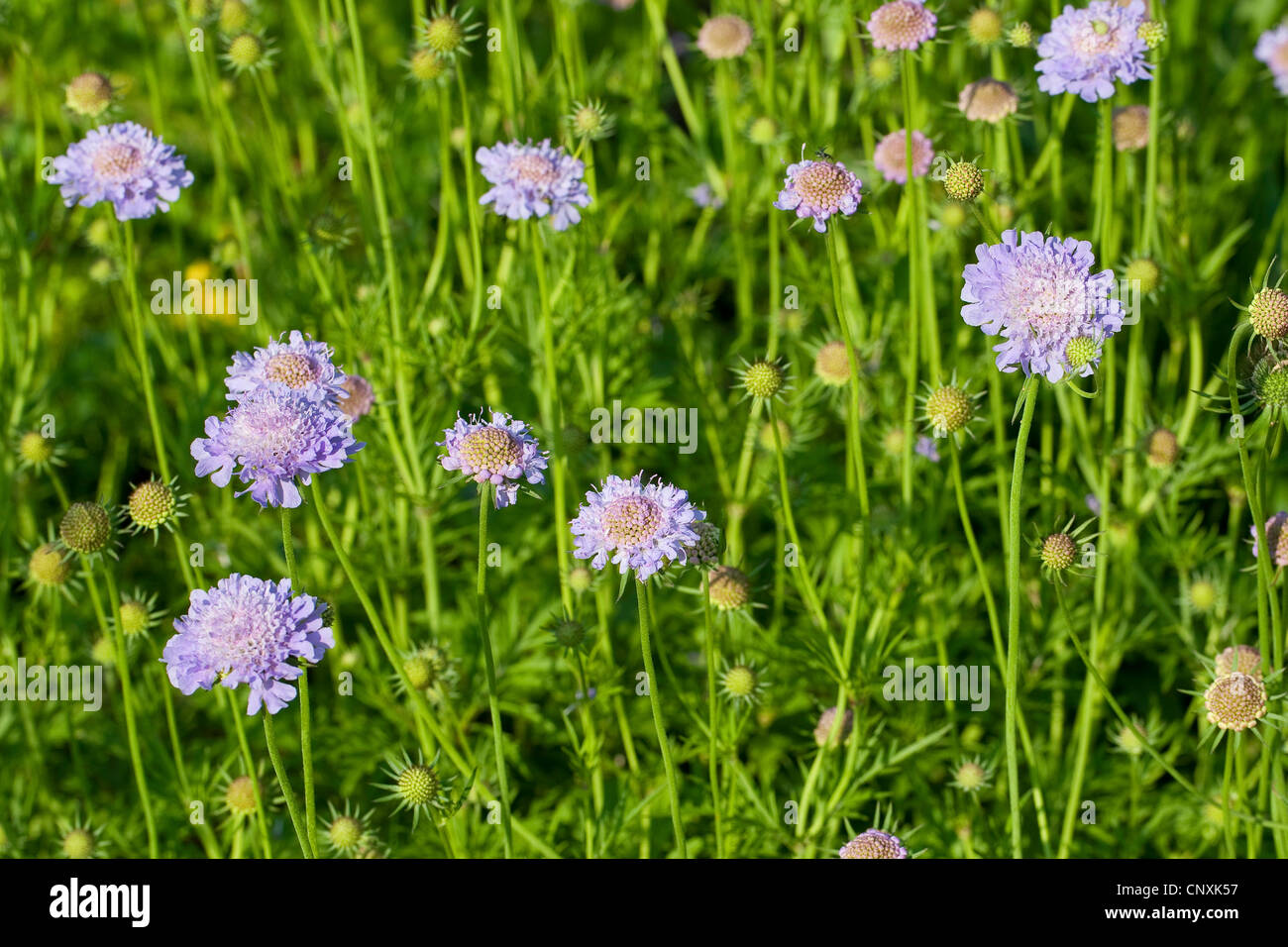 Shining Scabious (Scabiosa lucida), blooming, Germany Stock Photo