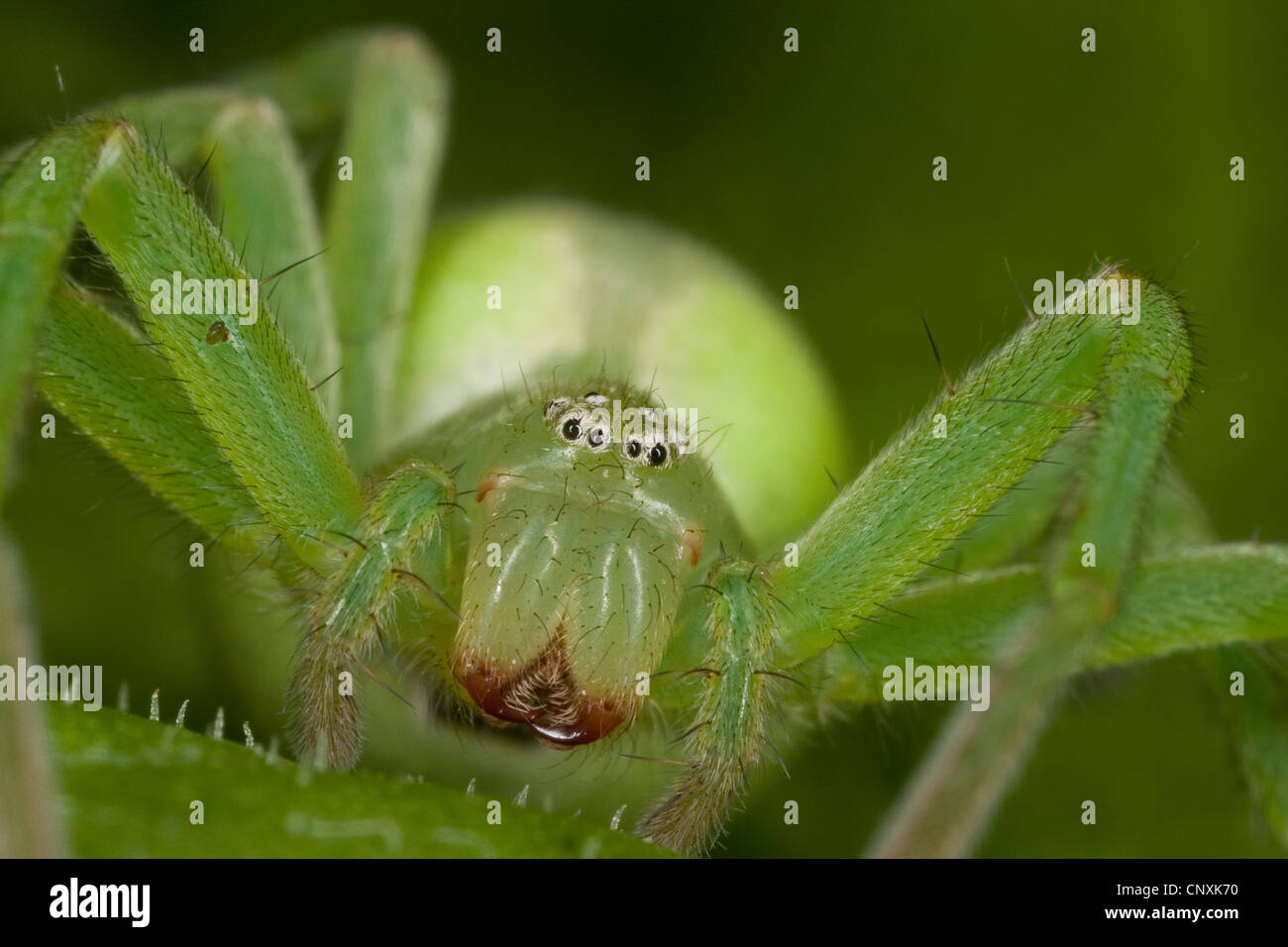 green spider, Green huntsman spider  (Micrommata rosea, Micrommata virescens), female, portrait, Germany Stock Photo