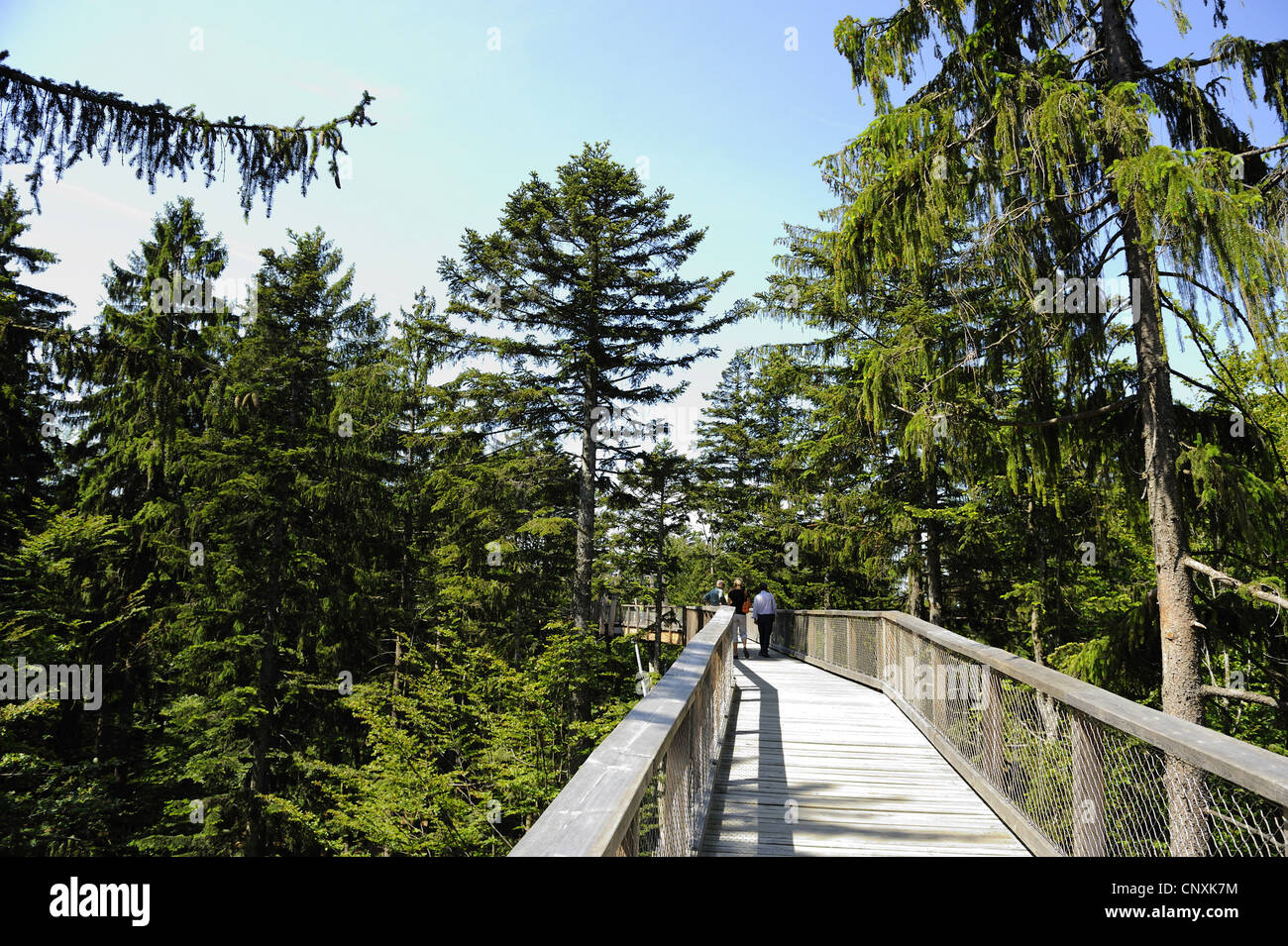 educational forest path Bayerischer Wald, footbridge for visitors among spruces, Germany, Bavaria, Bavarian Forest National Park, Neuschoenau Stock Photo