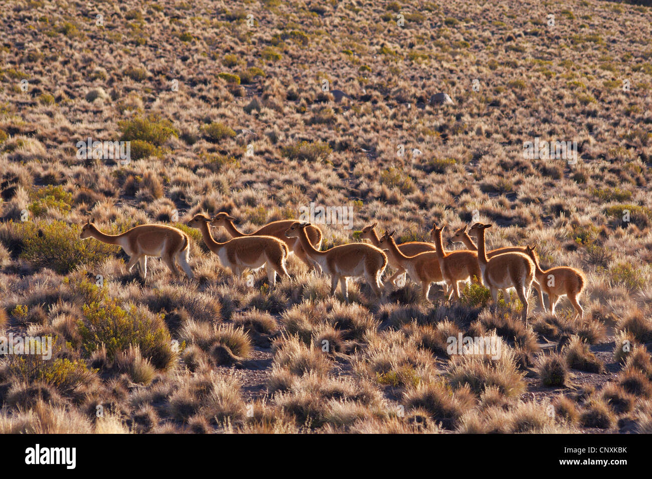 vicuna (Vicugna vicugna), group of vicuas, Chile, Lauca National Park Stock Photo