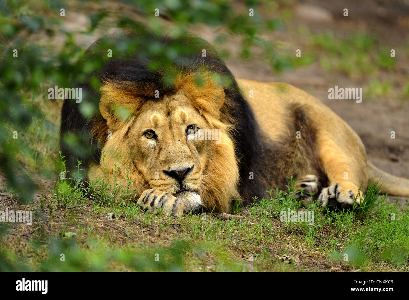 Asiatic lion (Panthera leo persica), lying on the ground sleepy Stock