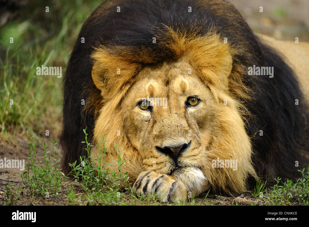 Asiatic lion (Panthera leo persica), lying on the ground sleepy Stock
