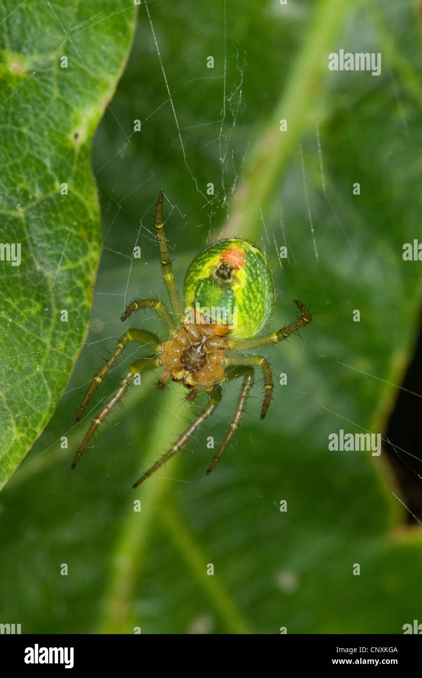 gourd spider, pumpkin spider (Araniella cucurbitina, Araneus cucurbitinus), sitting in web, underside, Germany Stock Photo