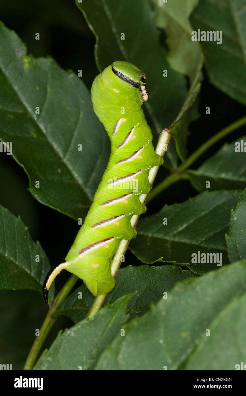 https://c8.alamy.com/comp/CNXKGN/privet-hawkmoth-sphinx-ligustri-caterpillar-feeding-on-ash-leaves-CNXKGN.jpg