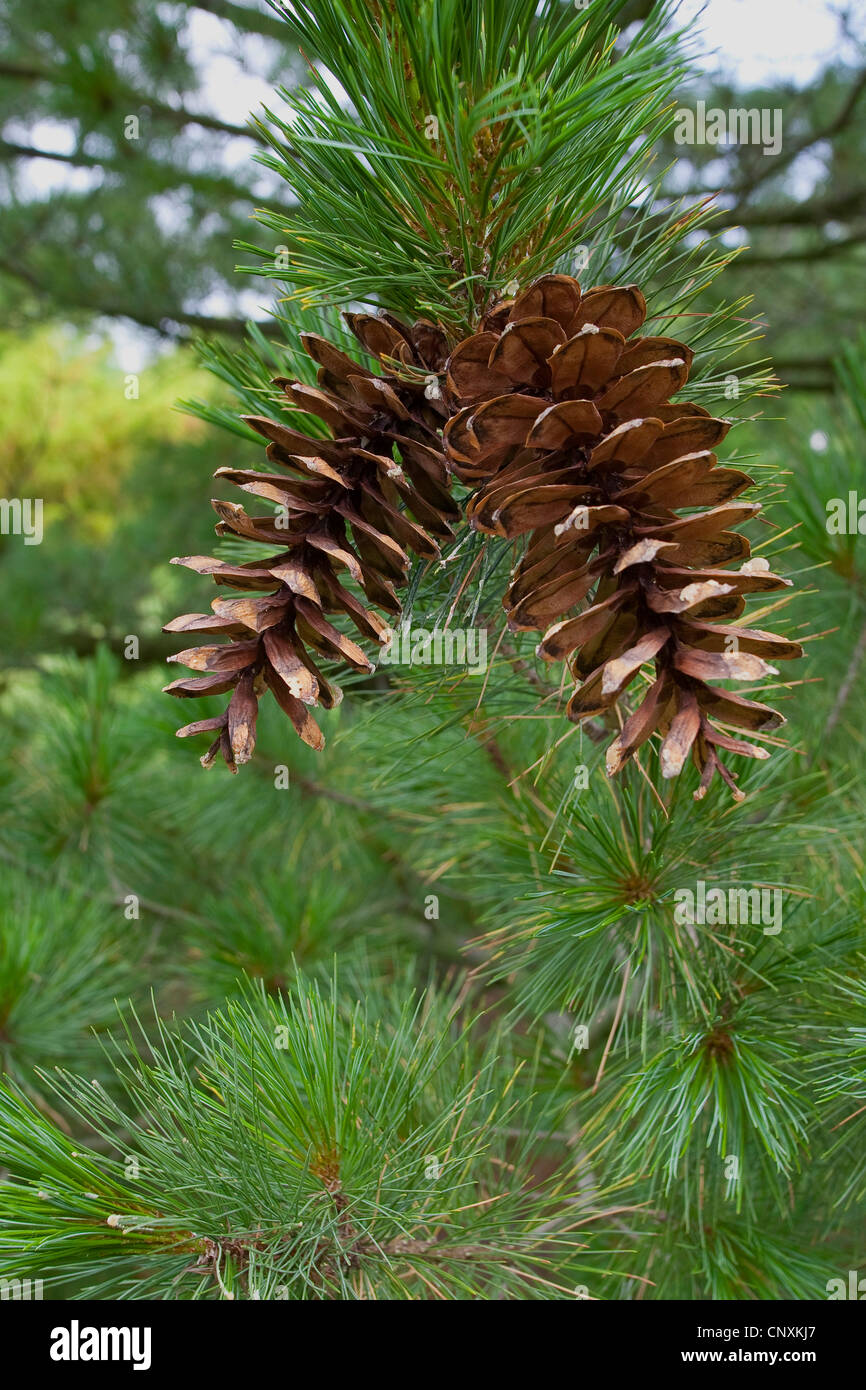 Macedonian pine,  Balkan pine (Pinus peuce), cones on a branch Stock Photo