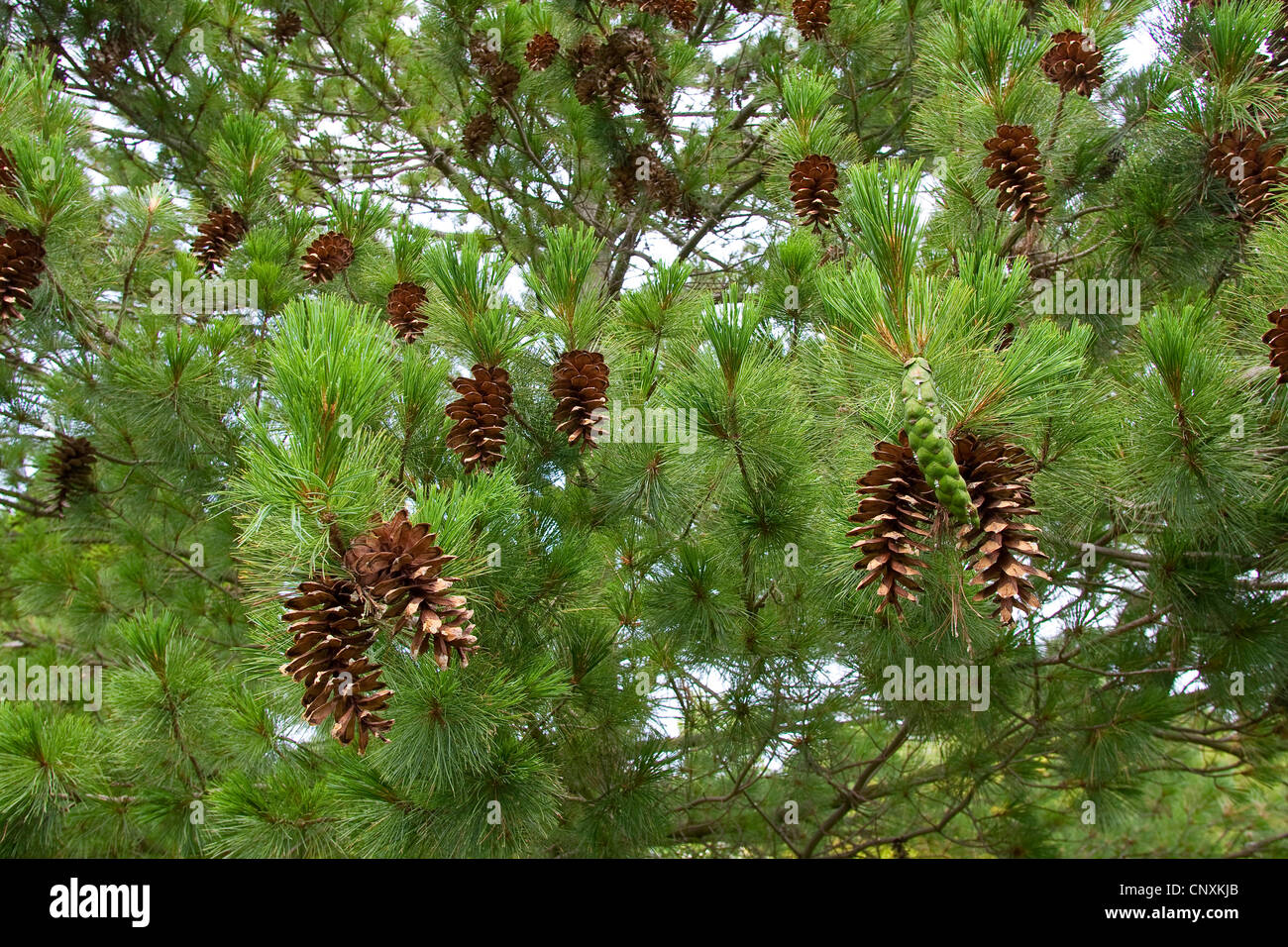 Macedonian pine,  Balkan pine (Pinus peuce), cones on a tree Stock Photo