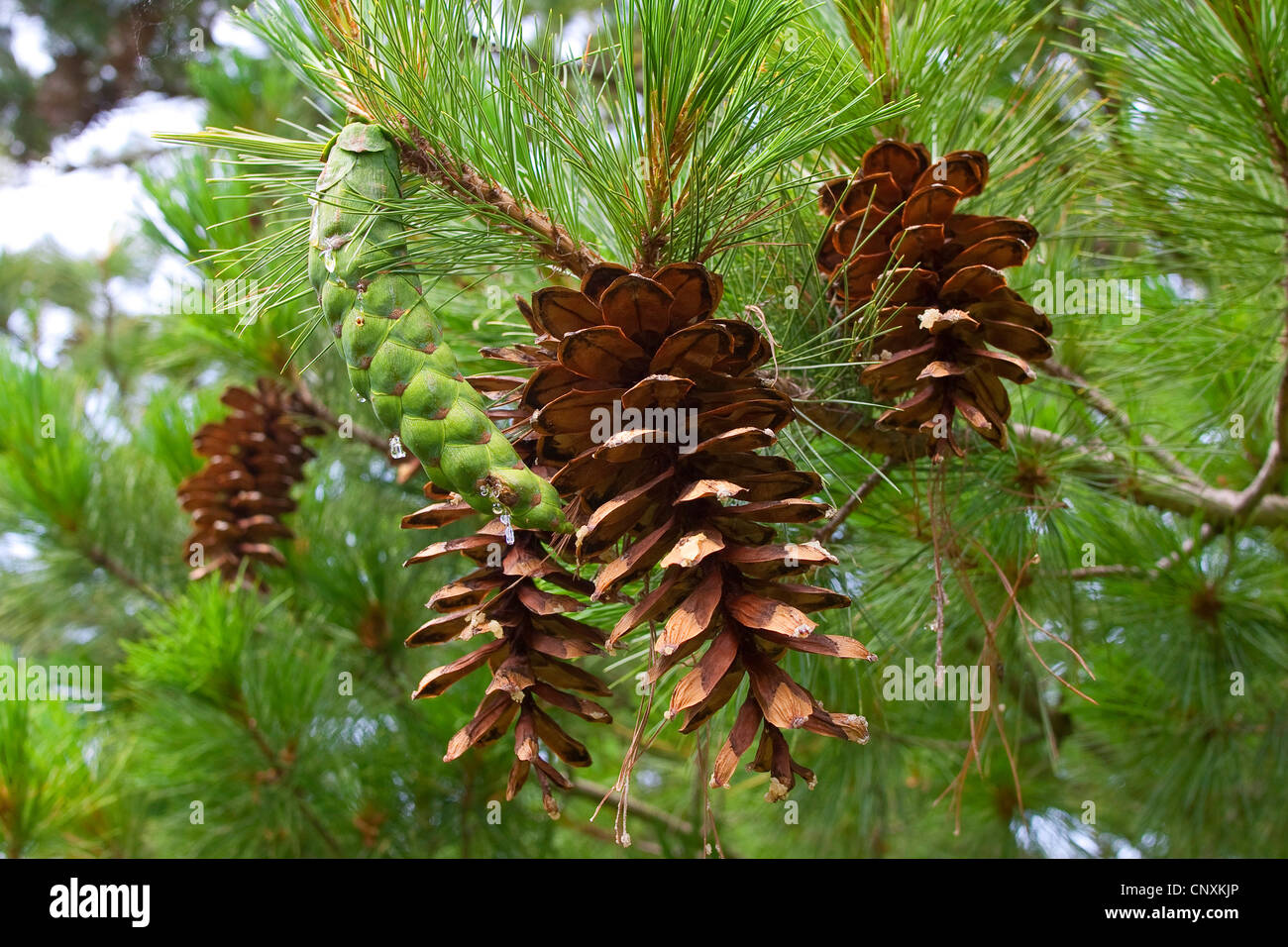 Macedonian pine,  Balkan pine (Pinus peuce), cones on a tree Stock Photo