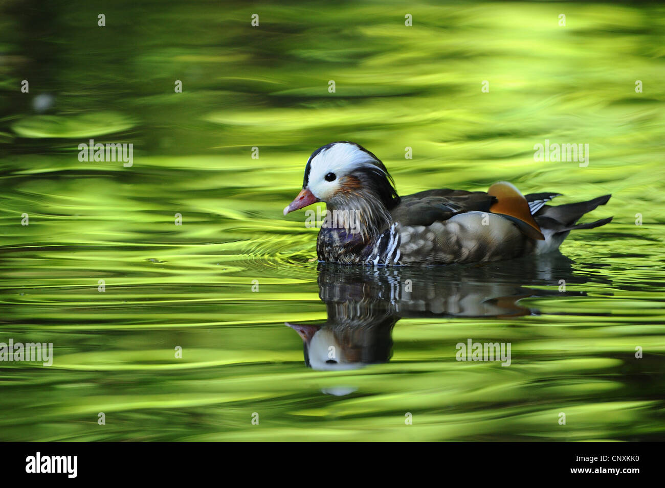 Mandarin duck swimming on lake hi-res stock photography and images - Alamy