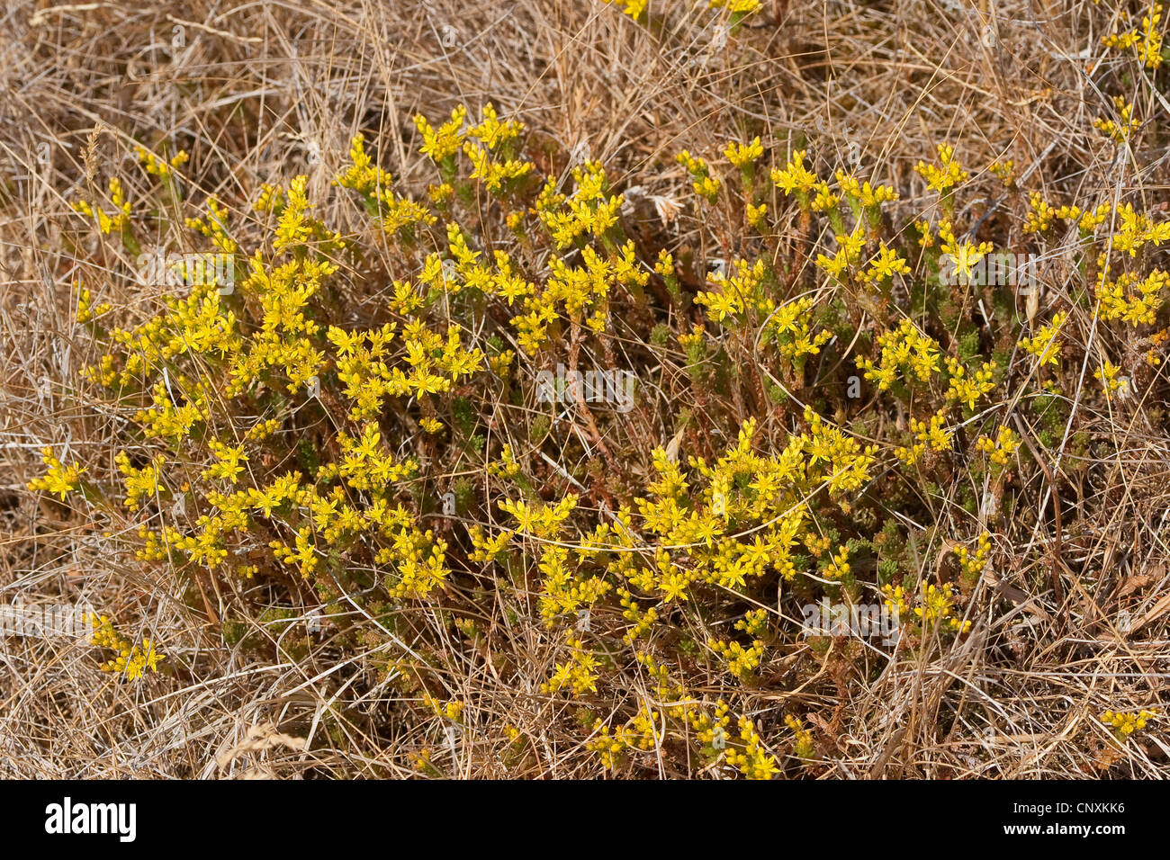 tasteless stonecrop, tasteless yellow stonecrop, hexagon stonecrop (Sedum sexangulare), blooming, Germany Stock Photo