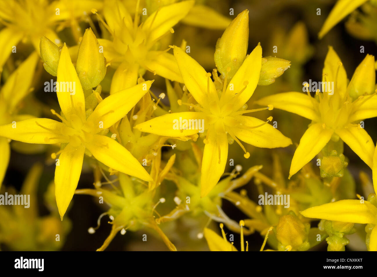 tasteless stonecrop, tasteless yellow stonecrop, hexagon stonecrop (Sedum sexangulare), flower, Germany Stock Photo