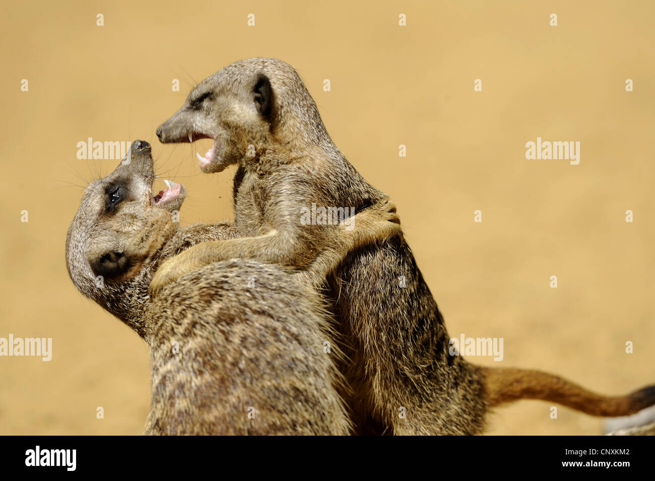 suricate, slender-tailed meerkat (Suricata suricatta), two animals fighting errected Stock Photo