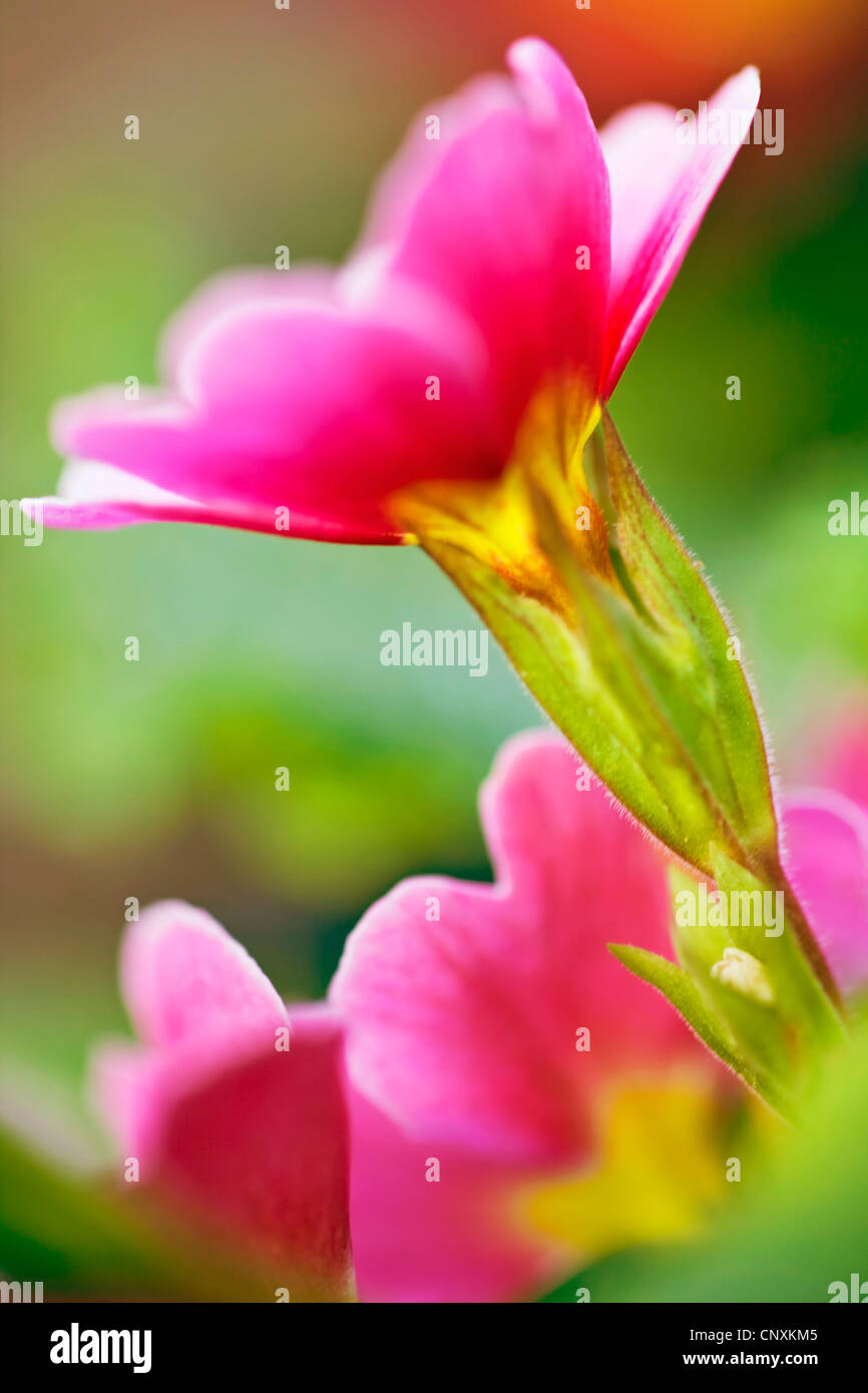 true English primrose (Primula acaulis, Primula vulgaris), flower Stock Photo