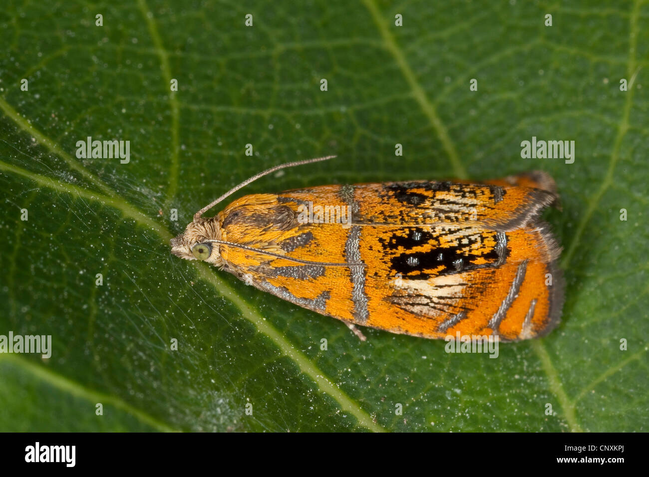 Tortrix moth, Olethreutes arcuella (Olethreutes arcuella, Olethreutes arcuana), sitting on a leaf, Germany Stock Photo