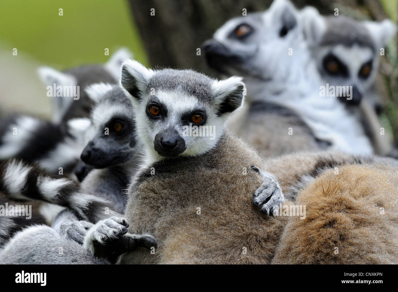 ring-tailed lemur (Lemur catta), group Stock Photo