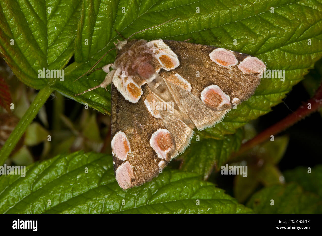 peach blossom (Thyatira batis), sitting on a leaf, Germany Stock Photo