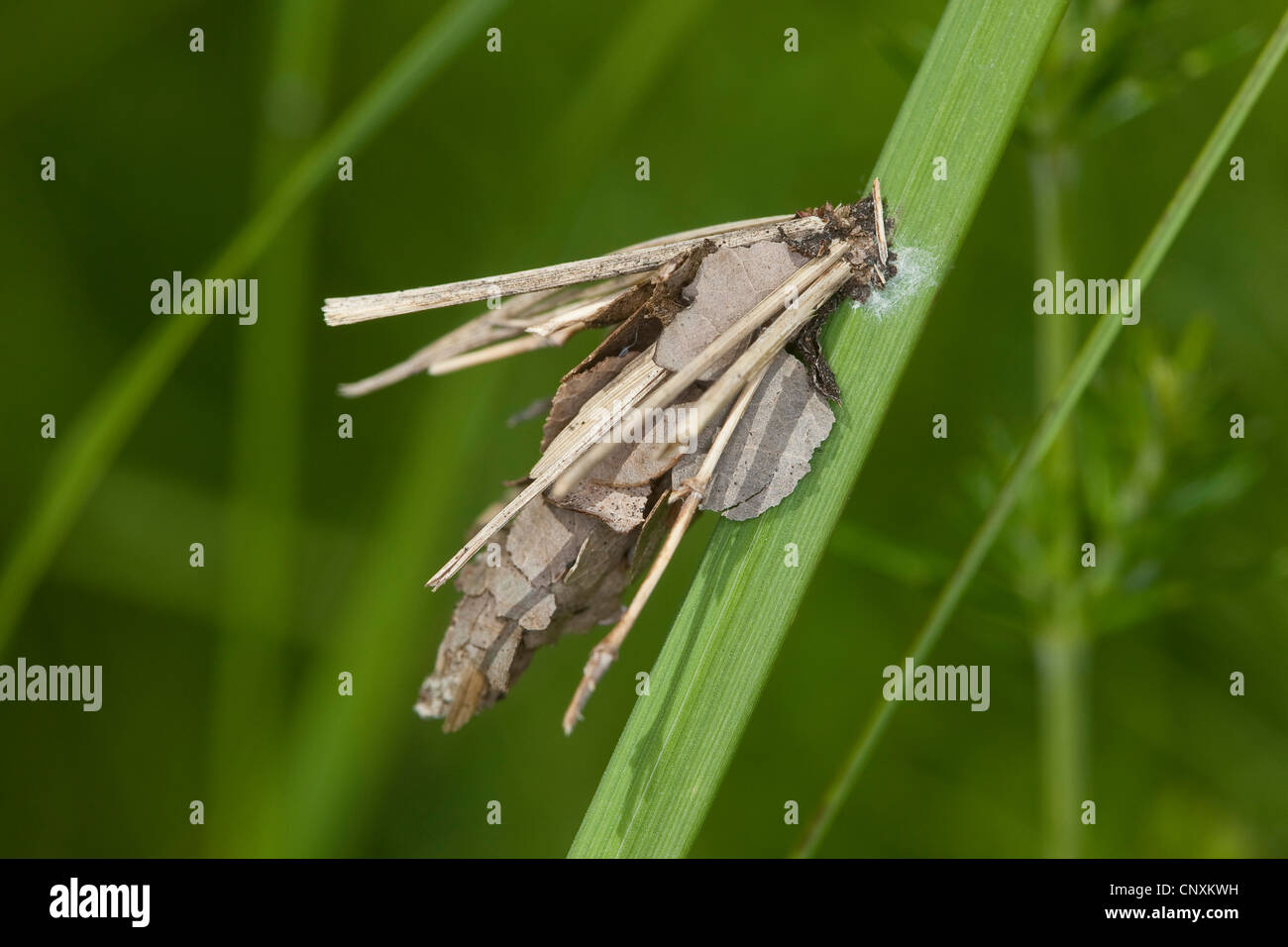 Bagworm moth (Bijugis bombycella), protective case, Germany Stock Photo
