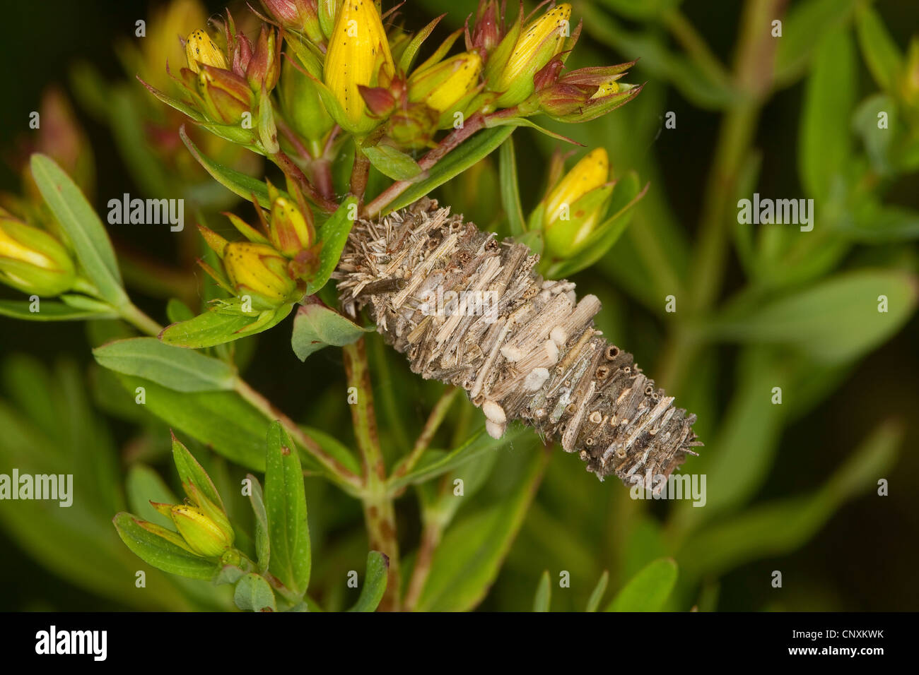 bagworm moth (Megalophanes viciella), protective case, Germany Stock Photo