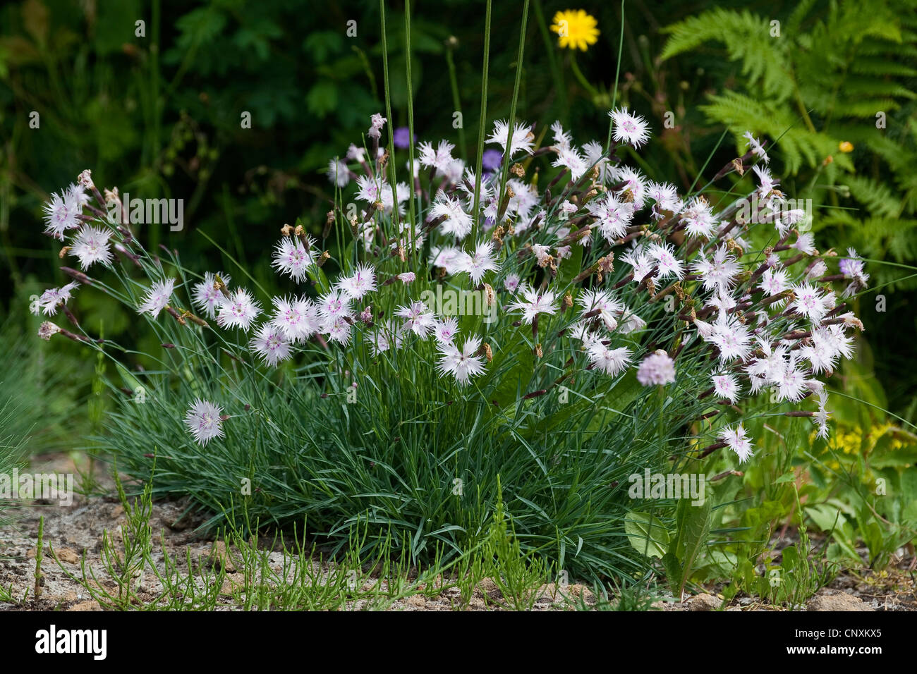 sand pink (Dianthus arenarius), blooming, Germany Stock Photo
