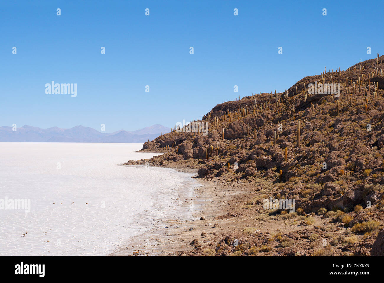 Isla Incahuasi in Salar de Uyuni, largest salt flat of the world, Bolivia, Andes, Altiplano Stock Photo