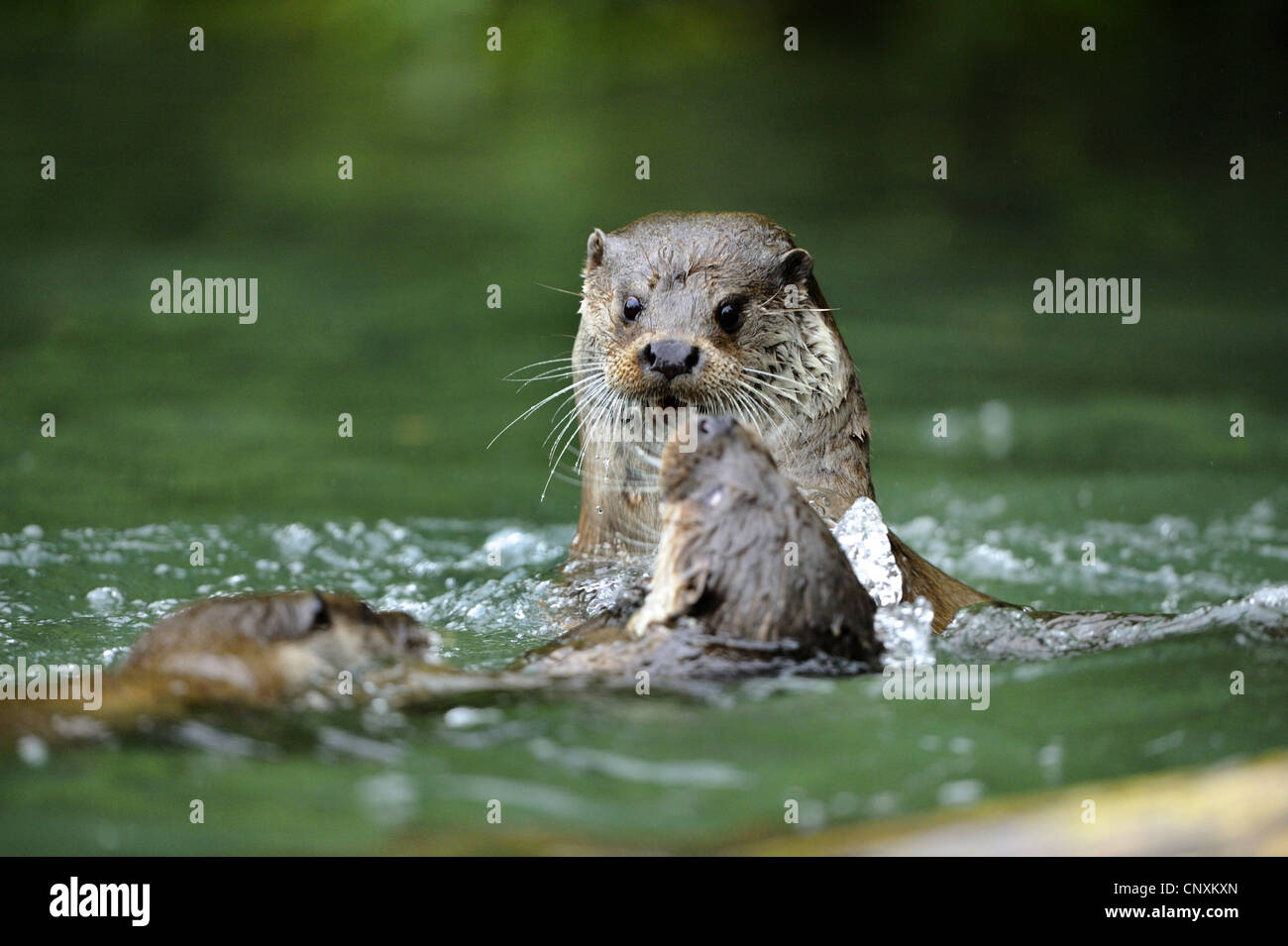 European river otter, European Otter, Eurasian Otter (Lutra lutra), three animals fighting in shallow water, Germany Stock Photo
