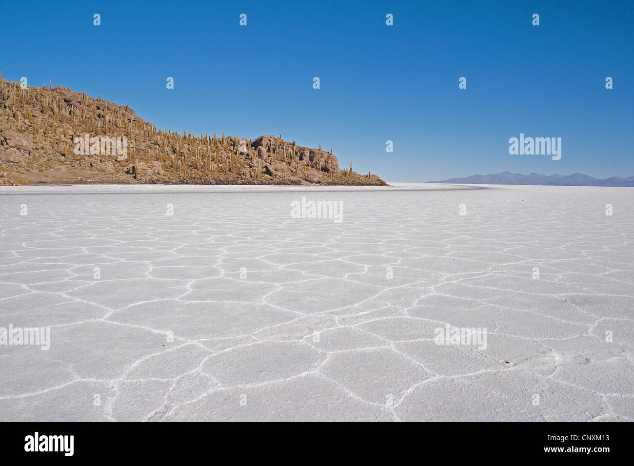 Isla Incahuasi in Salar de Uyuni, largest salt flat of the world, Bolivia, Andes, Altiplano Stock Photo