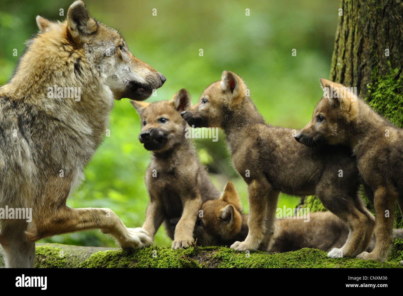 European gray wolf (Canis lupus lupus), shewolf and wolf cubs Stock