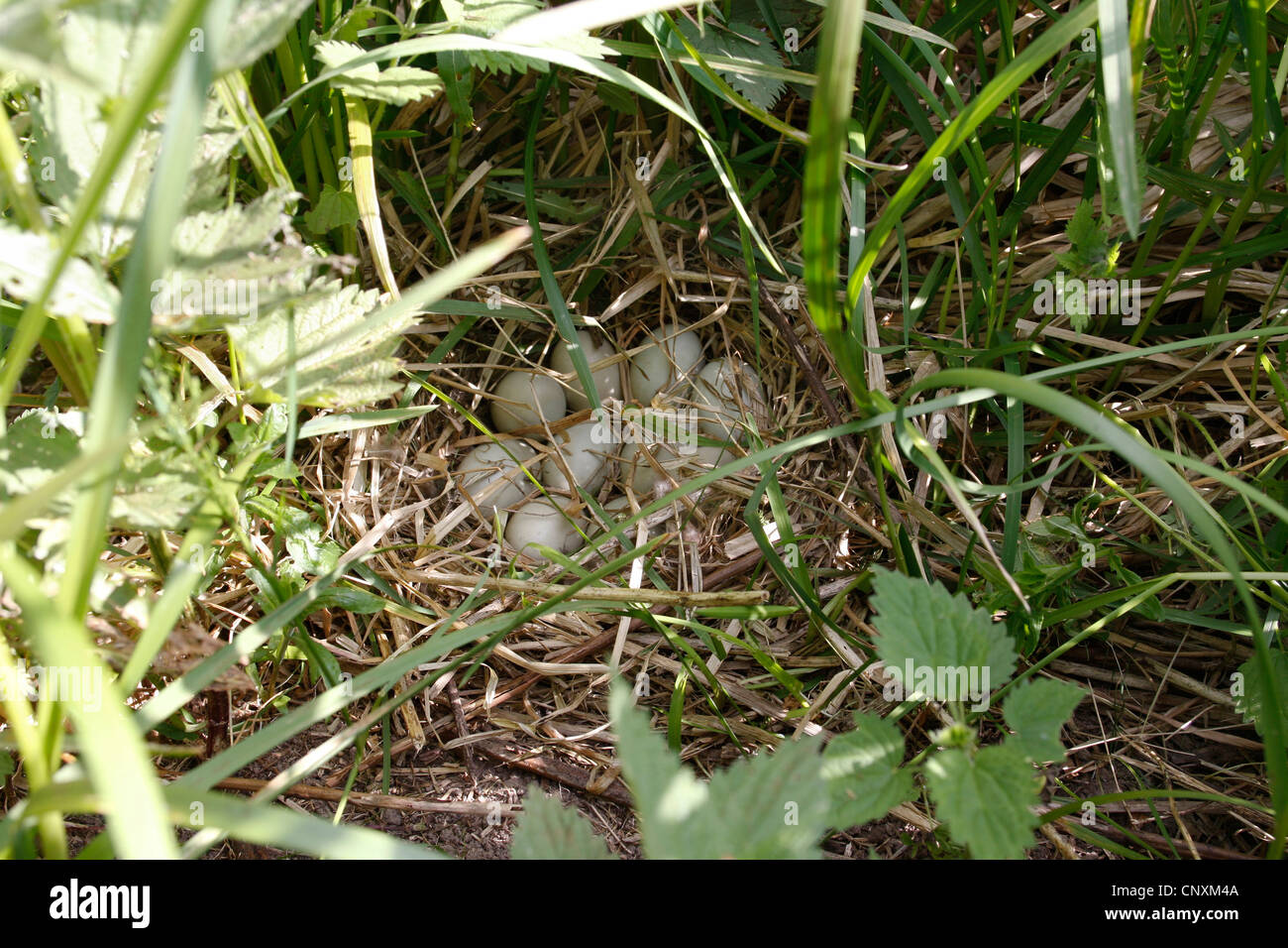 mallard (Anas platyrhynchos), eggs in a nest, Germany Stock Photo