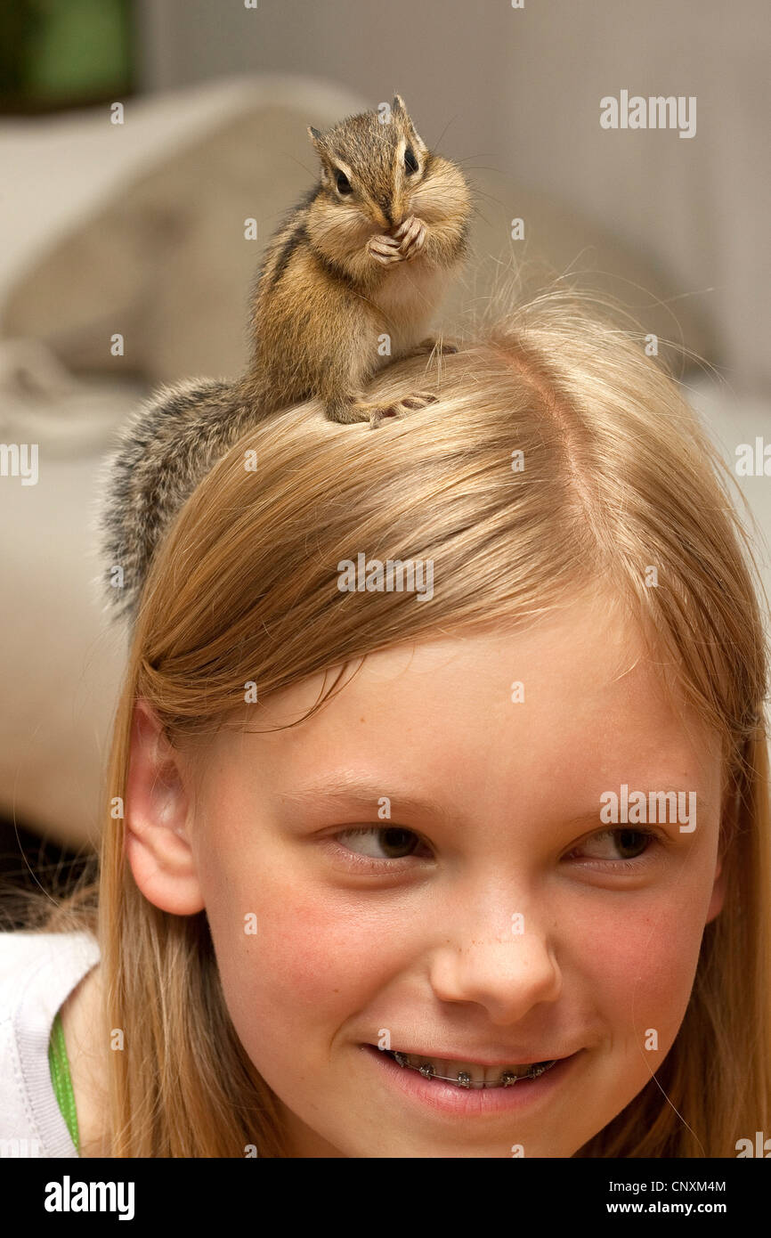 Siberian chipmunk (Eutamias sibiricus, Tamias sibiricus), chipmunk climbing on a girl Stock Photo