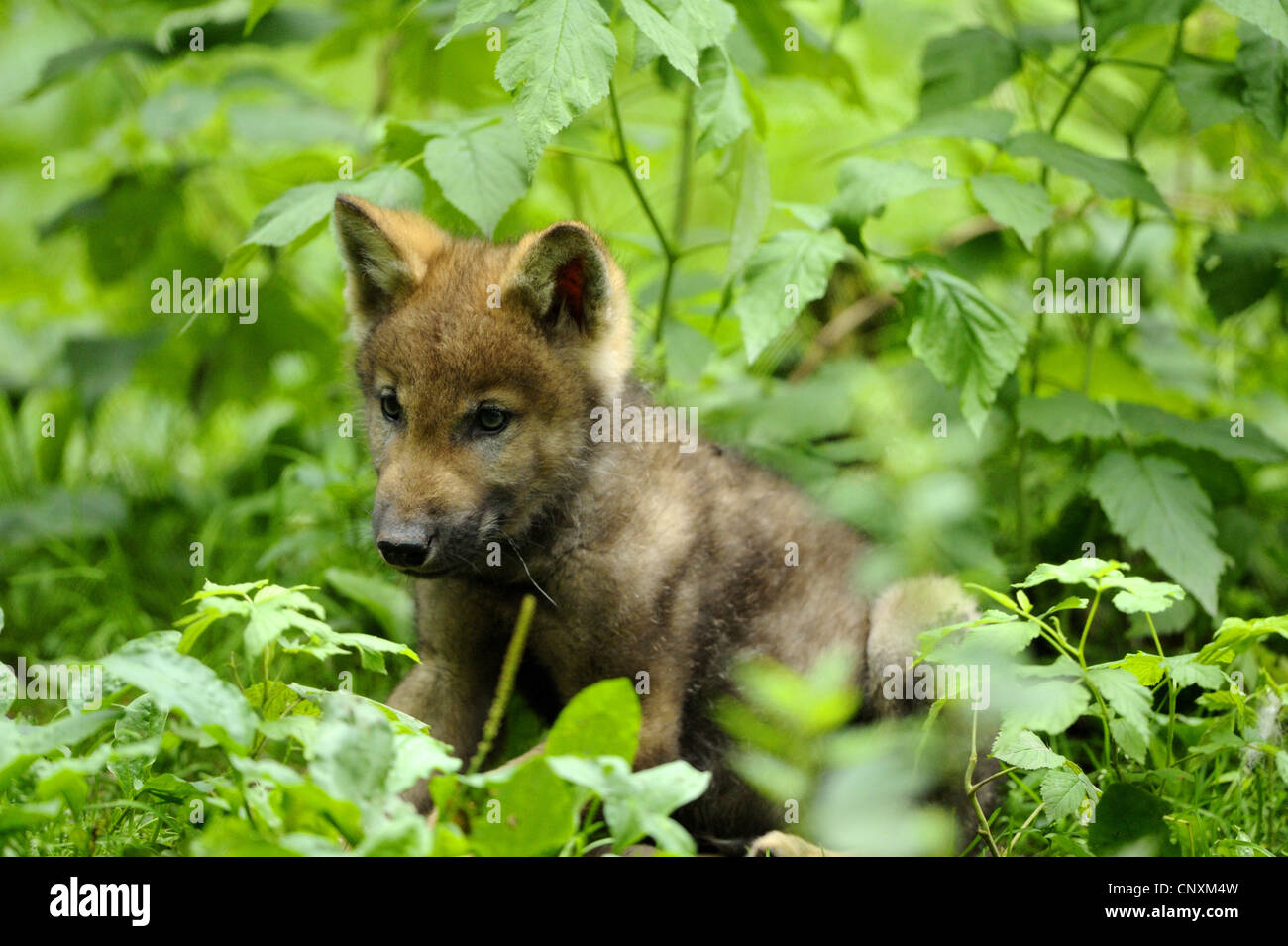 Wolf cub sitting hires stock photography and images Alamy