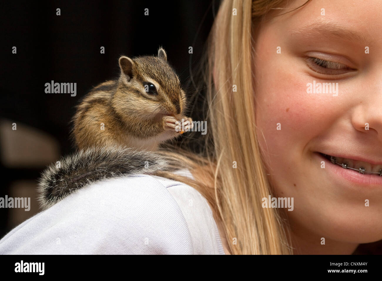 Siberian chipmunk (Eutamias sibiricus, Tamias sibiricus), chipmunk climbing on a girl Stock Photo