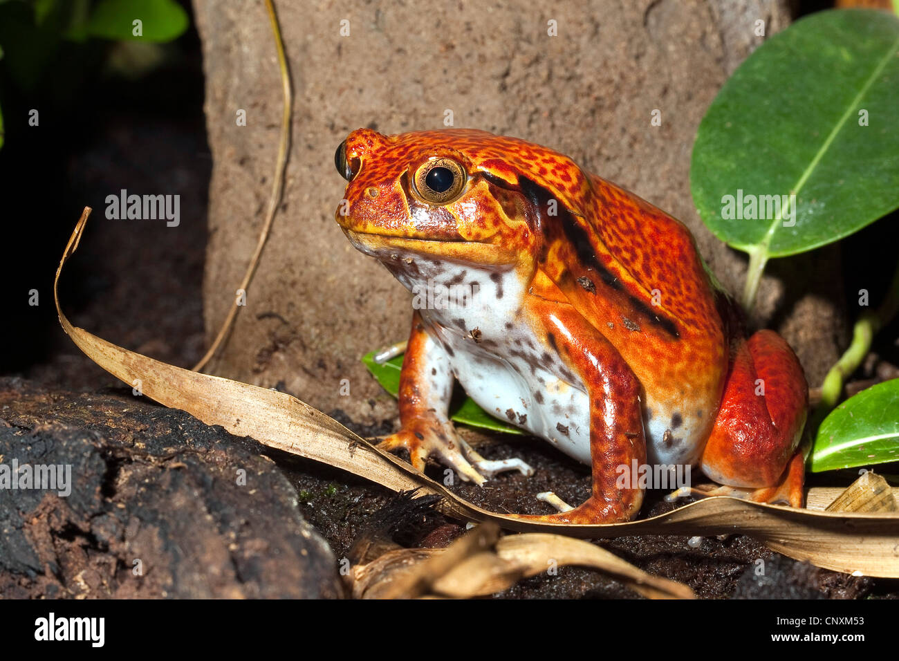 False Tomato Frog, Southern Tomato Frog (Dyscophus guineti), sitting on