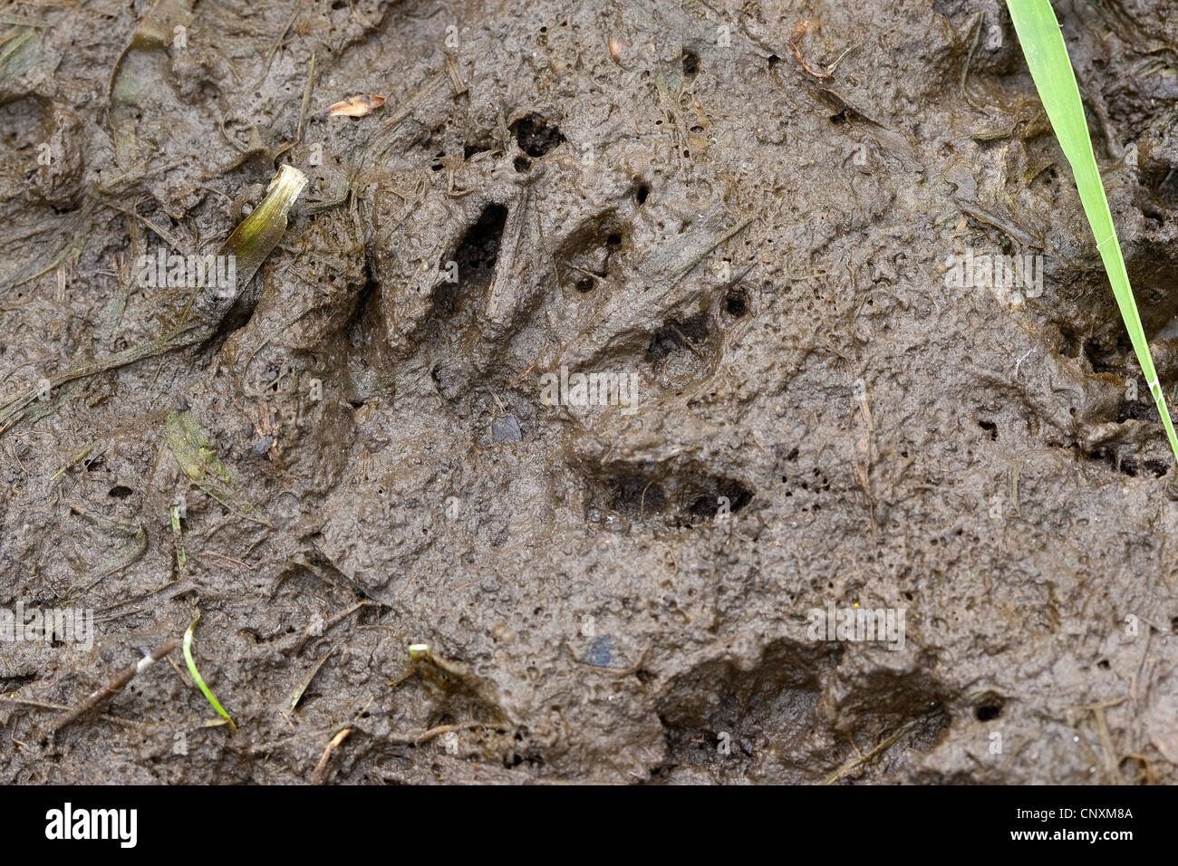 common raccoon (Procyon lotor), foot print in mud, Germany Stock Photo