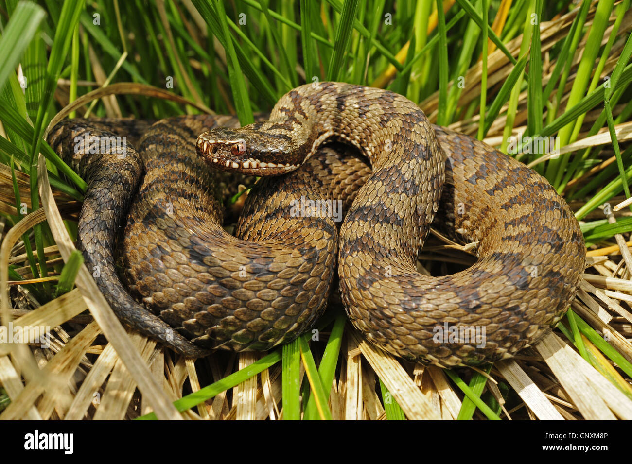 adder, common viper, common European viper, common viper (Vipera berus, Vipera berus bosniensis), male taking a sunbath in the grass, Croatia, Save Tal Stock Photo