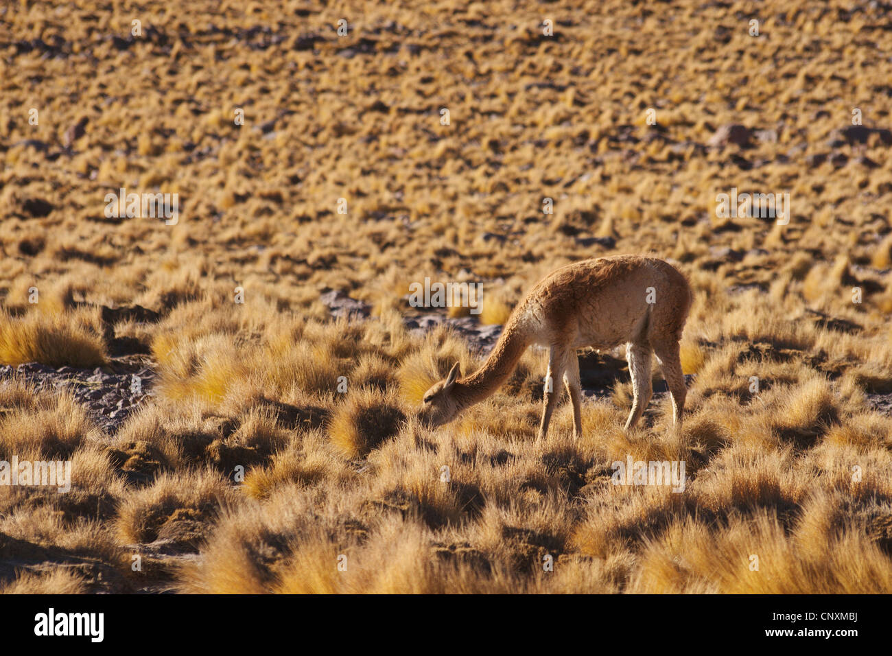 vicuna (Vicugna vicugna), grazing, Chile, Lauca National Park Stock Photo
