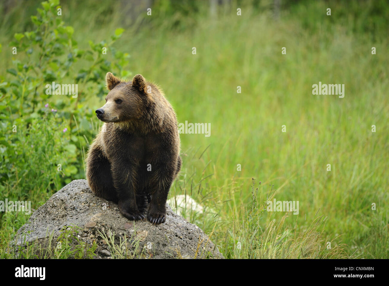 European brown bear (Ursus arctos arctos), sitting on a rock in a meadow at the edge of a forest, Germany, Bavaria, Bavarian Forest National Park Stock Photo