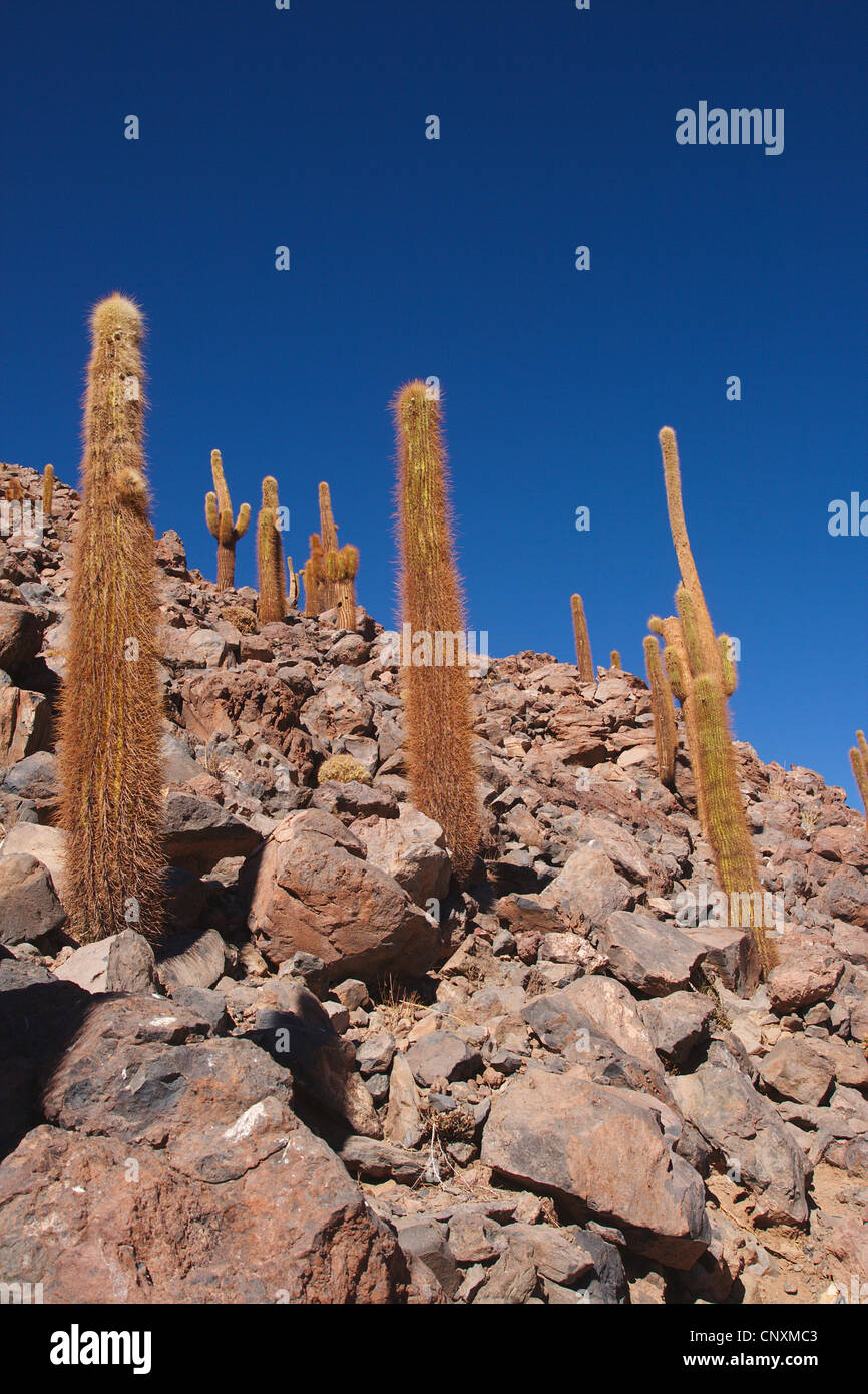 Cacti In Atacama Desert, Chile, Atacama Desert Stock Photo - Alamy