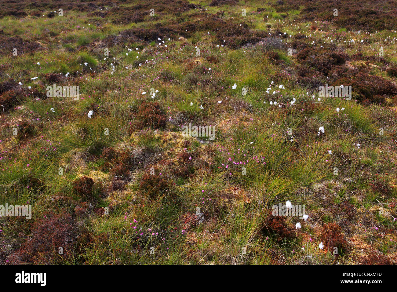 vegetation with Erica and cotton-grass in the Schottische Highlands, United Kingdom, Scotland, Sutherland Stock Photo