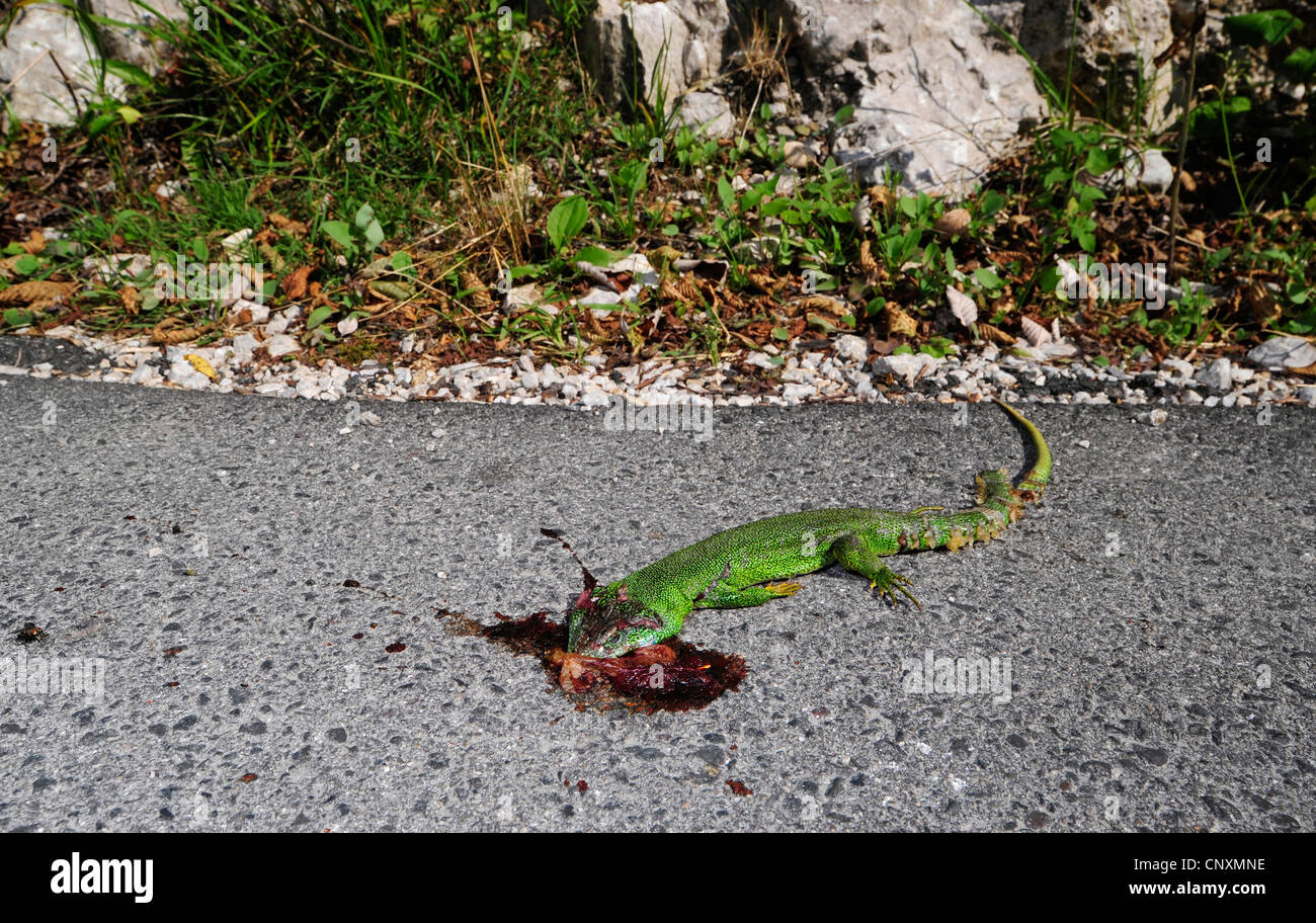 Eastern Green Lizard, European green lizard, Emerald lizard (Lacerta ...
