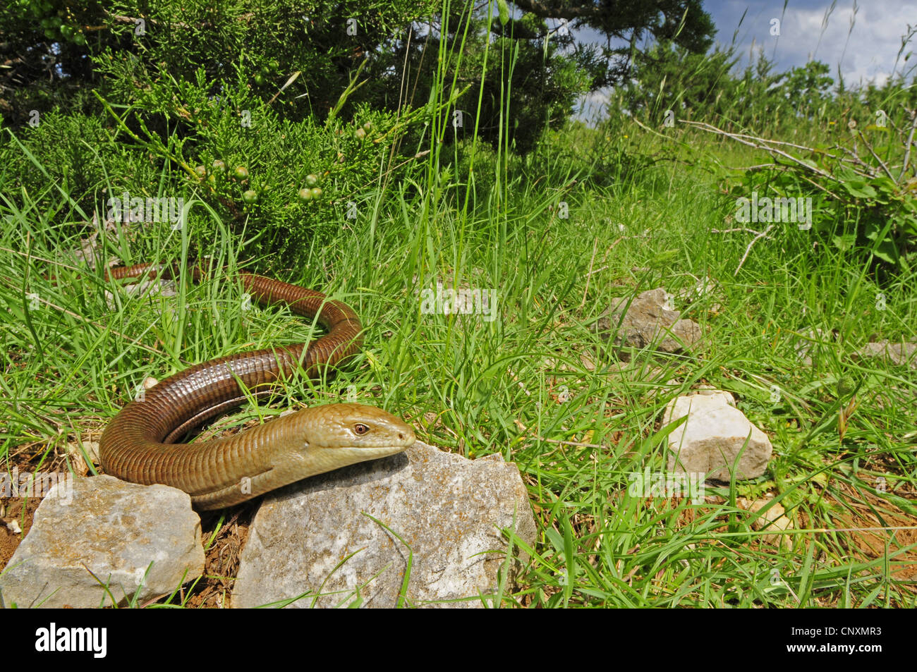 European glass lizard, armored glass lizard (Ophisaurus apodus