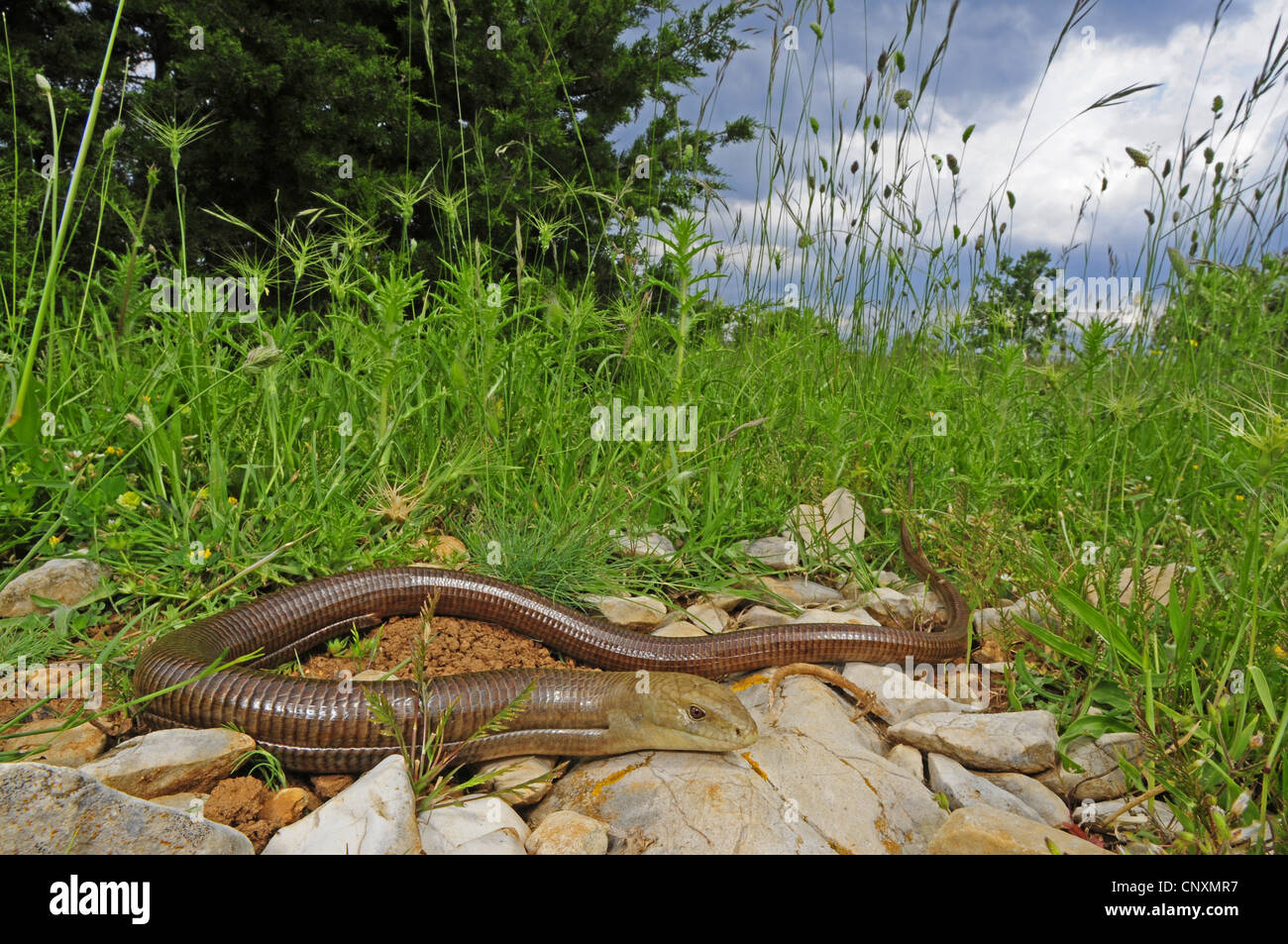European glass lizard, armored glass lizard (Ophisaurus apodus